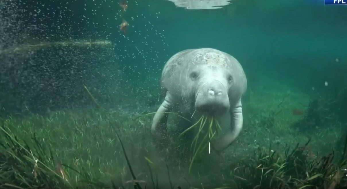 manatee eating seagrass