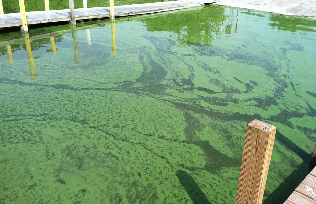 Algae Blooms SAVE FLORIDA MANATEES